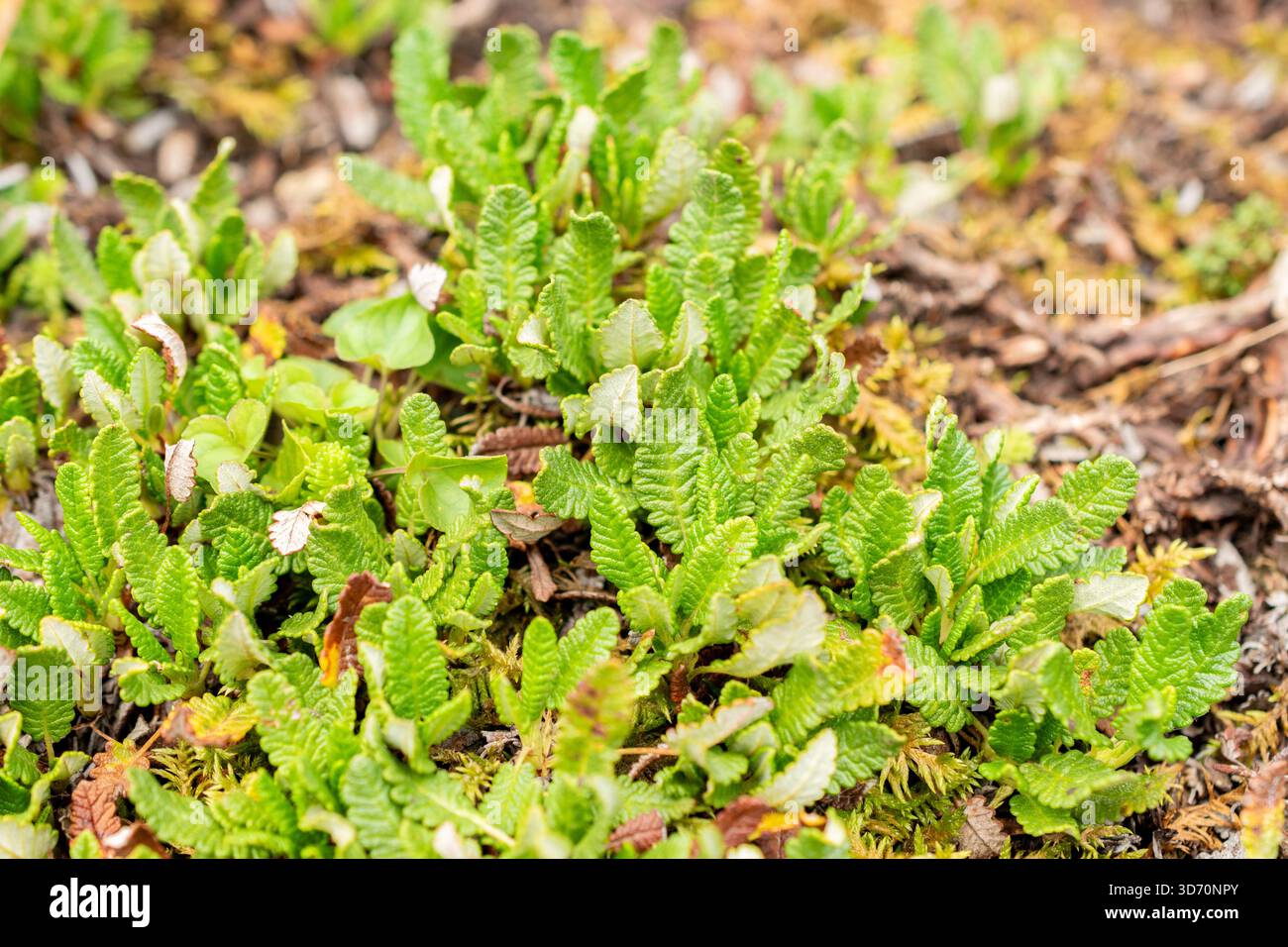 Saint Gallen, Schweiz, 30. Juli 2025 Dryas Octopetala oder Bergavens Pflanzen im botanischen Garten Stockfoto