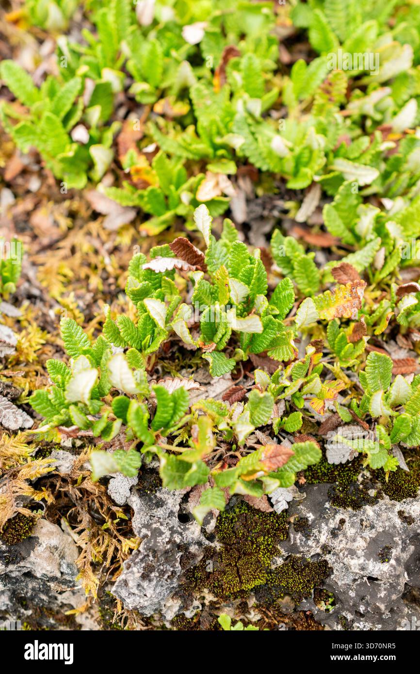 Saint Gallen, Schweiz, 30. Juli 2025 Dryas Octopetala oder Bergavens Pflanzen im botanischen Garten Stockfoto