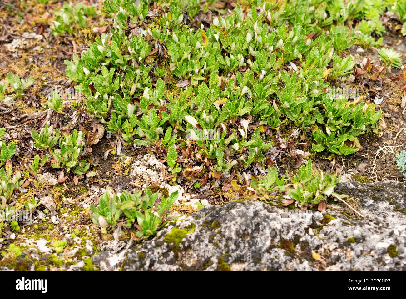 Saint Gallen, Schweiz, 30. Juli 2025 Dryas Octopetala oder Bergavens Pflanzen im botanischen Garten Stockfoto