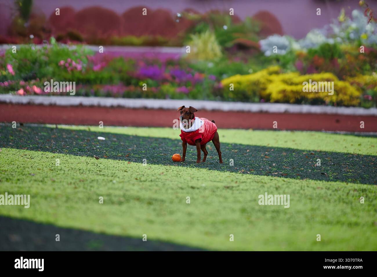 Miniatur-Pinscher im roten Mantel erkundet einen farbenfrohen Garten. Die Sonne scheint hell, während der Hund fröhlich mit einer orangen Kugel spielt, die von blühenden Blumen umgeben ist. Stockfoto