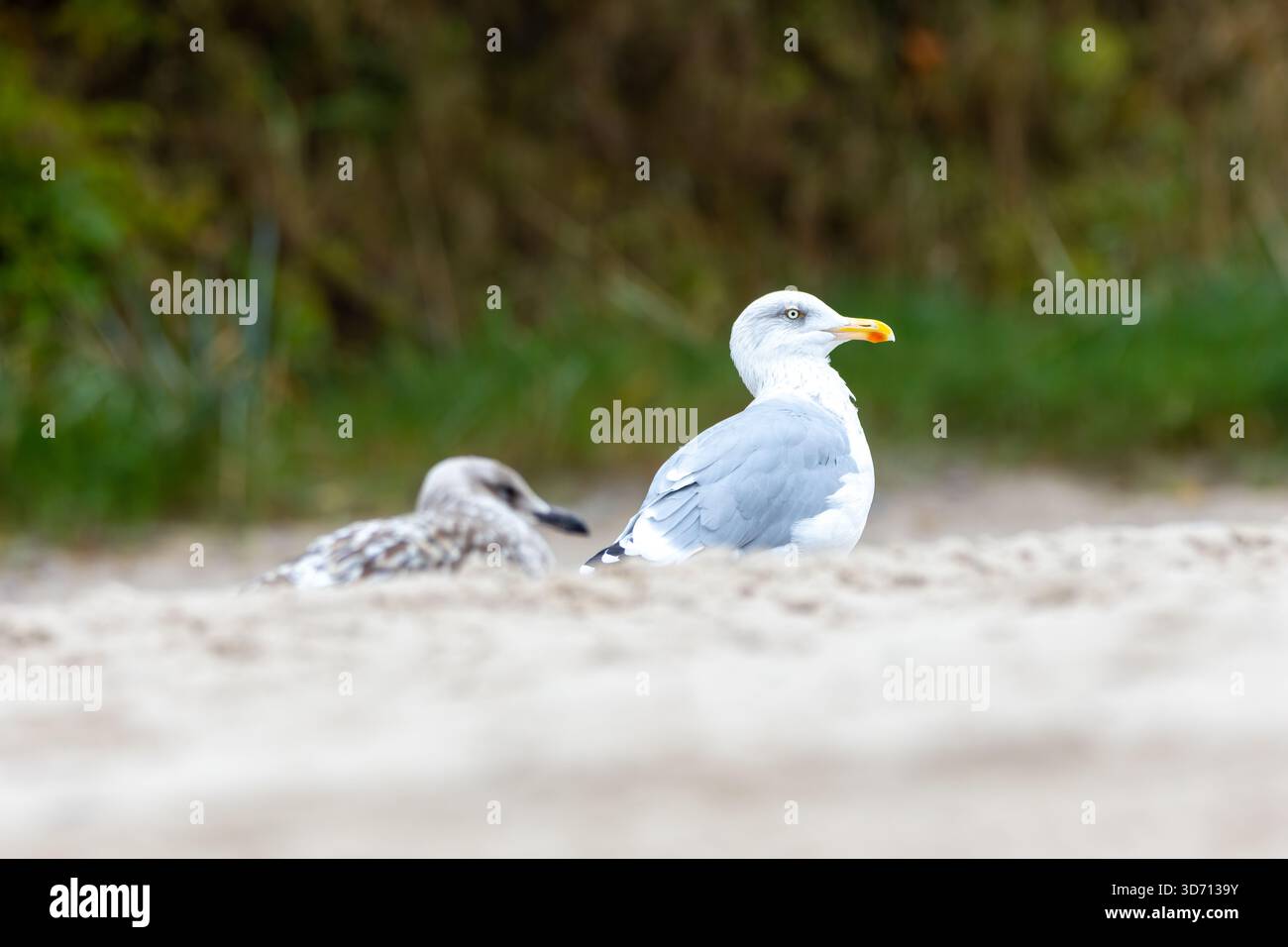 Ein detailliertes Foto einer Heringmöwe (Larus argentatus), die an einem Sandstrand steht. Das Bild hebt das weiße und graue Gefieder des Vogels hervor Stockfoto