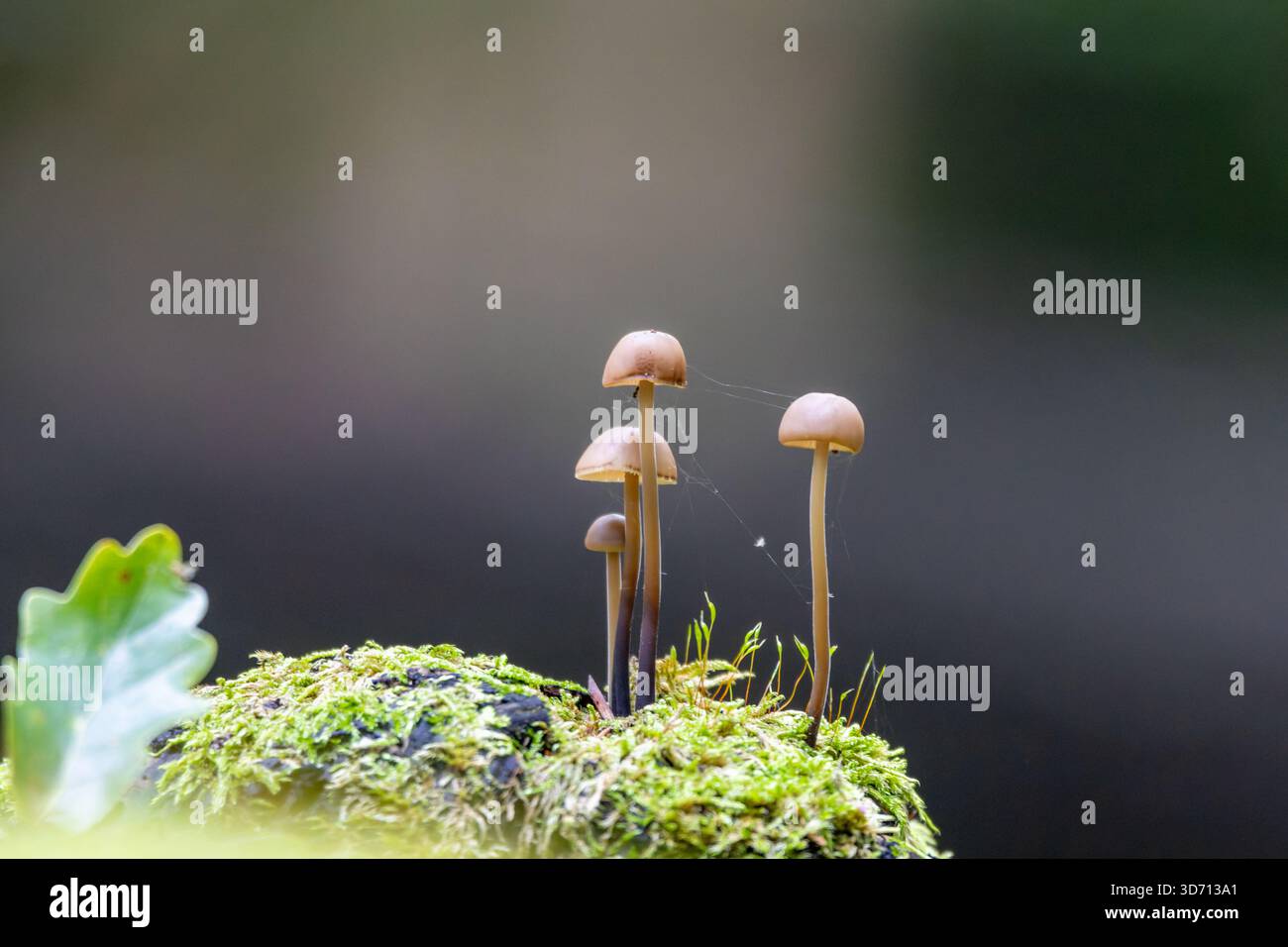 Ein detailliertes Makrofoto von zarten Mycena-Pilzen, die auf lebendigem grünem Moos in einer Waldumgebung wachsen. Das Bild hebt die schlanken Stiele hervor Stockfoto
