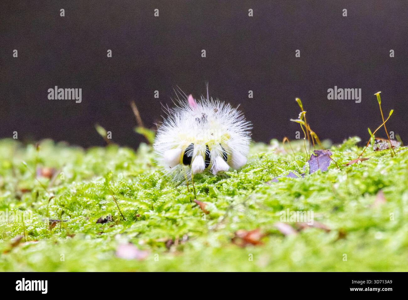 Eine detaillierte Makroaufnahme eines Buchenstreckfuß-Pilzes (Clitopilus sp.) Wächst auf grünem Moos im Wald, mit einer Puffmotte (Lymantria dispar) Stockfoto
