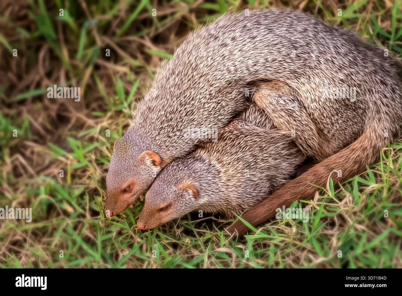 Die indische graue Mungose oder asiatische graue Mungose ist eine Art, die auf dem indischen Subkontinent und Westasien beheimatet ist. Stockfoto