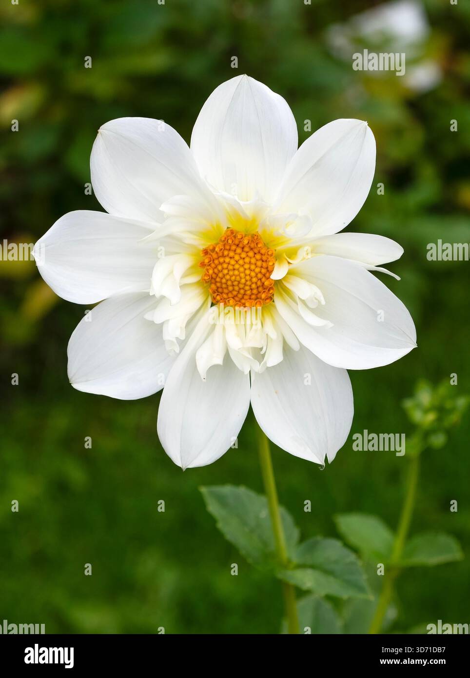 Nahaufnahme einer eleganten weißen Dahlia Collerette oder Anemone-Form mit einem markanten, leuchtenden orangefarbenen Zentrum. Klares, grafisches Blumendesign gegen ein G Stockfoto