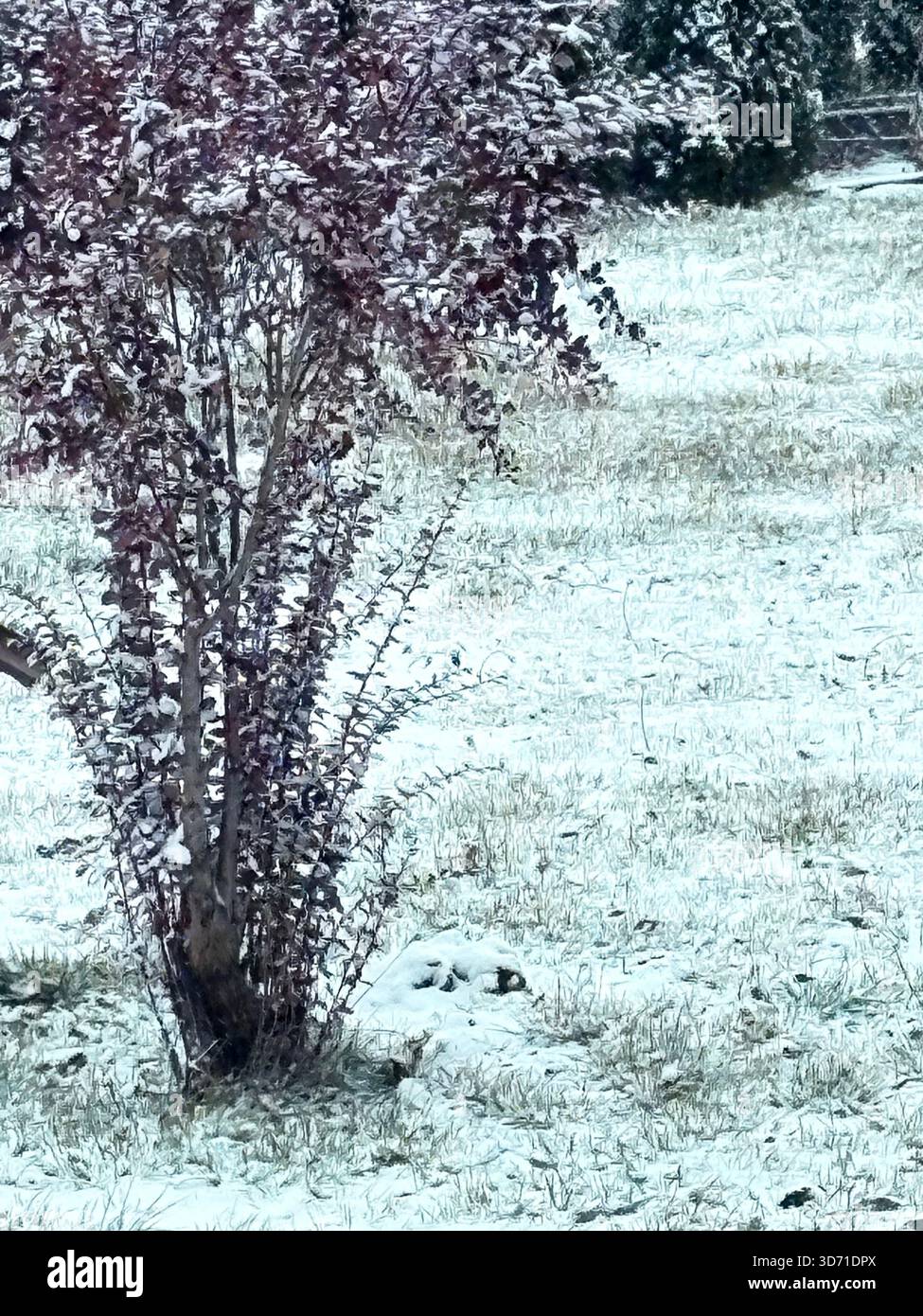 Kleiner Baum mit rötlich-violetten Blättern in schneebedecktem Grasbereich, Blick auf den Wintergarten. - Smartphone-aufgenommenes Stockfoto