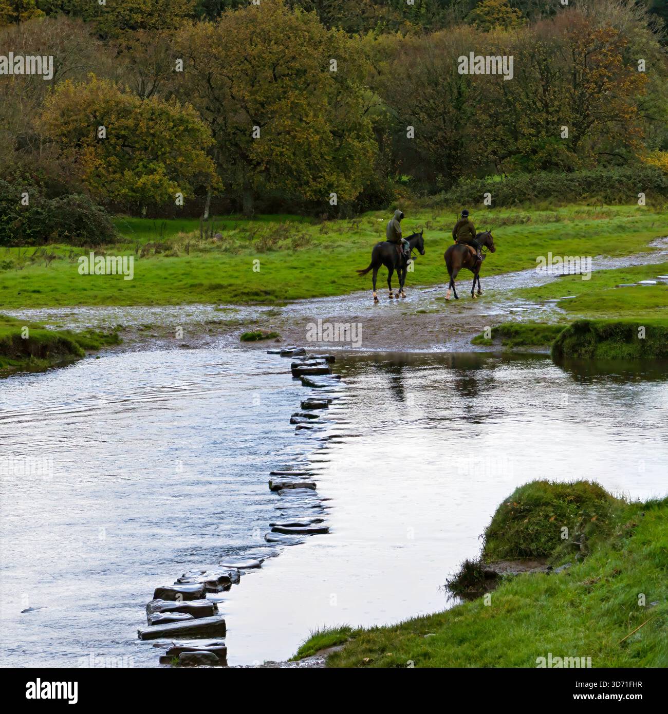 Rennpferde überqueren den Fluss Ogmore an den mittelalterlichen Trittsteinen während der Morgenübung, South Wales, Großbritannien Stockfoto