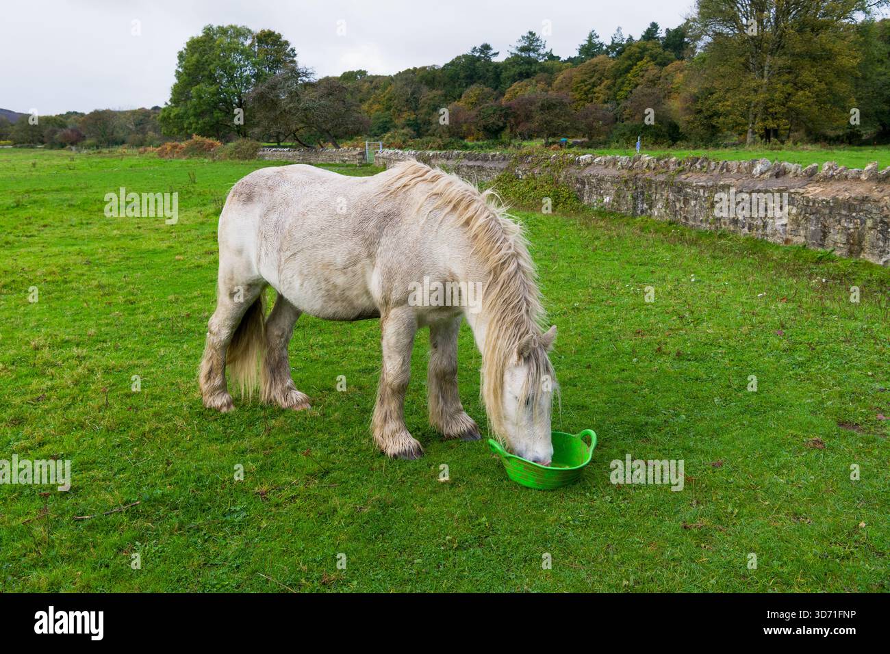 Zigeunerkolben weiden und fressen aus einer grünen Wanne auf Feldern in der Nähe von Ogmore Castle, South Wales, mit schweren Beinfedern und dicker Mähne. Stockfoto