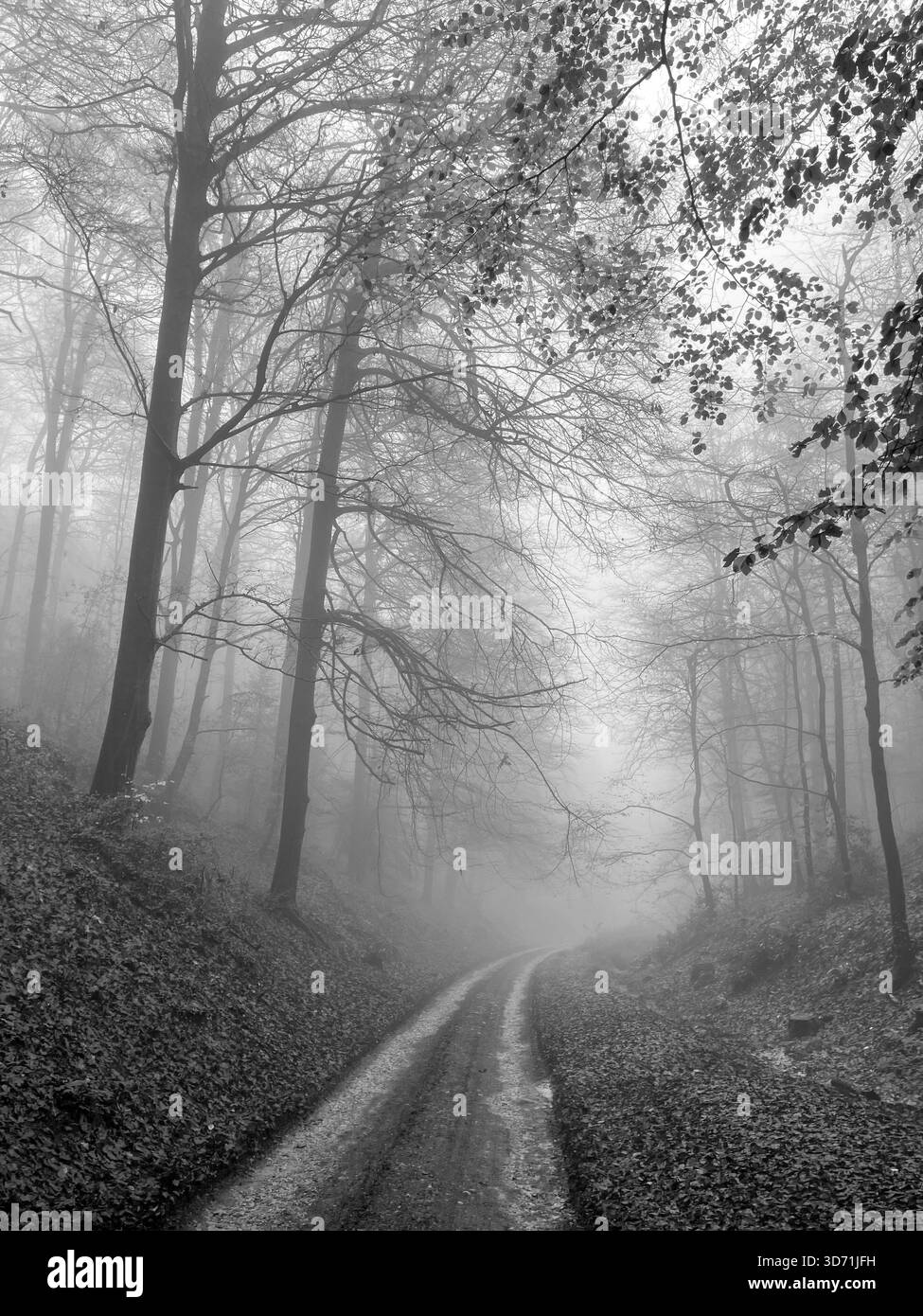 Ein Weg durch Wald an einem nebeligen Morgen mit Licht durch die Äste Stockfoto