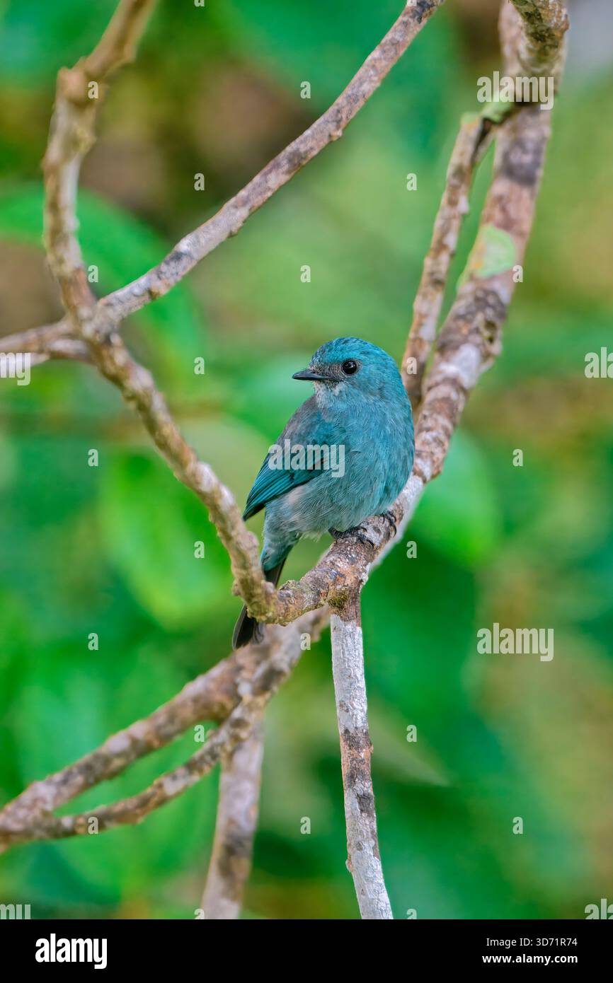 Verditer Flycatcher (Eumyias thalassinus) auf einem Zweig, Borneo, Malaysia Stockfoto