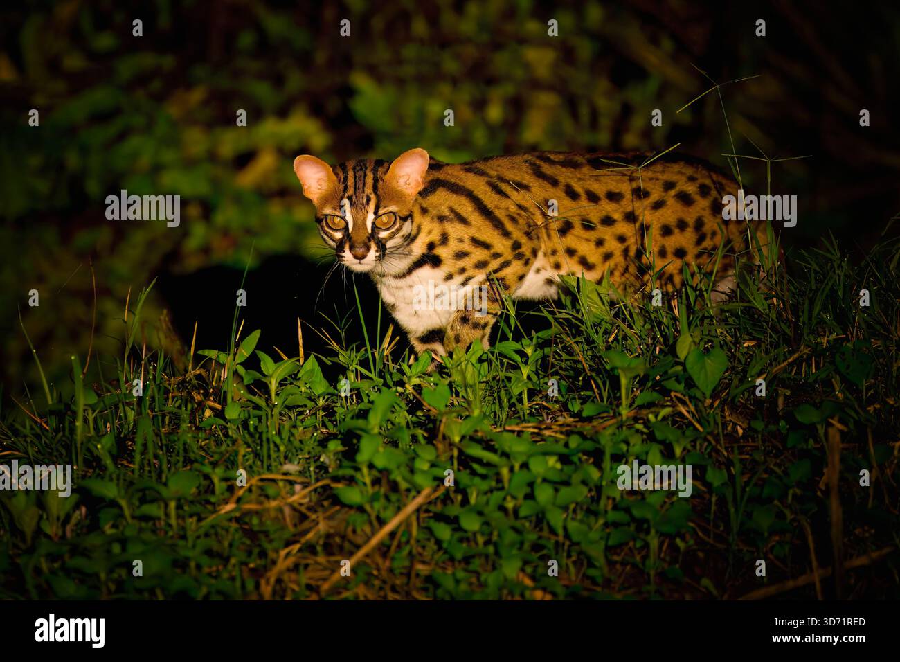 Leopardenkatze (Prionailurus bengalensis) bei Nacht im Wald spazieren, Borneo, Malaysia Stockfoto