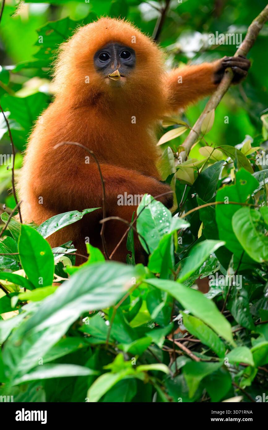 Rotblattaffen (Presbytis rubicunda), der Blätter fresst, Borneo, Malaysia Stockfoto