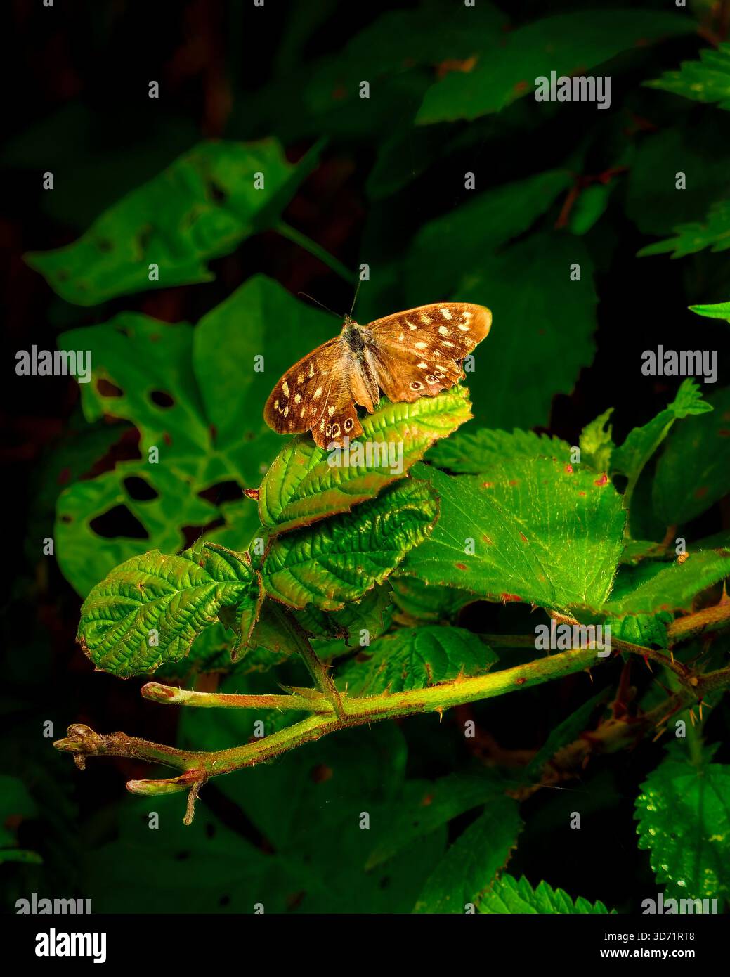 Gesprenkelter Holzschmetterling liegt auf grünem Laub in einem natürlichen Lebensraum, Flügel ausgebreitet und mit markanten Markierungen versehen. Stockfoto