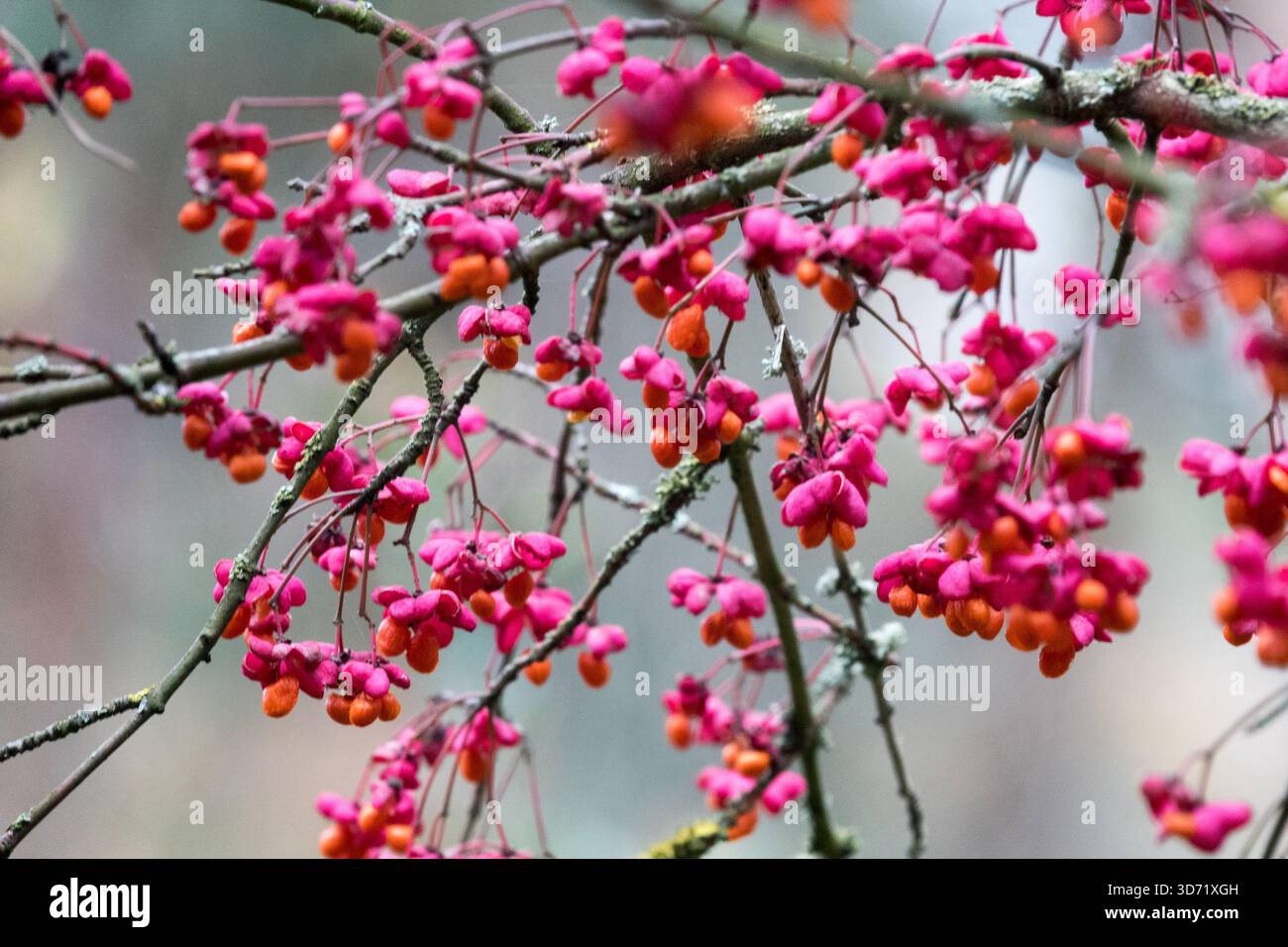 Spindel Euonymus europaeus „Red Cascade“ Sträucher Beeren Frucht Sträucher Leafless Bush Plant Garden im November Stockfoto