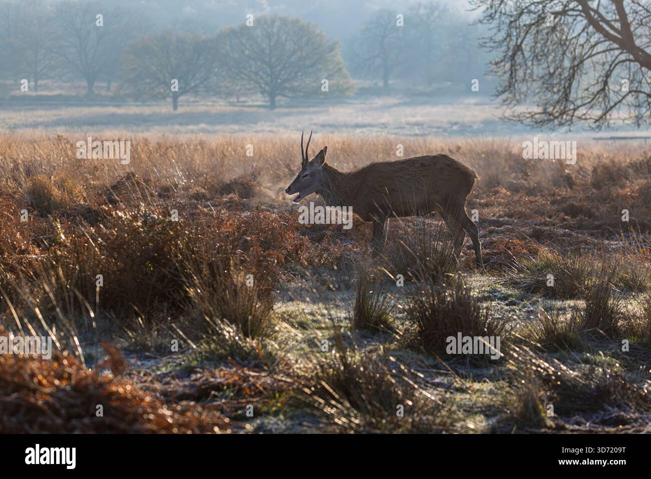 Ein junger Hirsch (Cervus elaphus) steht bei kaltem Winterwetter im Richmond Park, London Borough of Richmond upon Thames, mit Atem Stockfoto