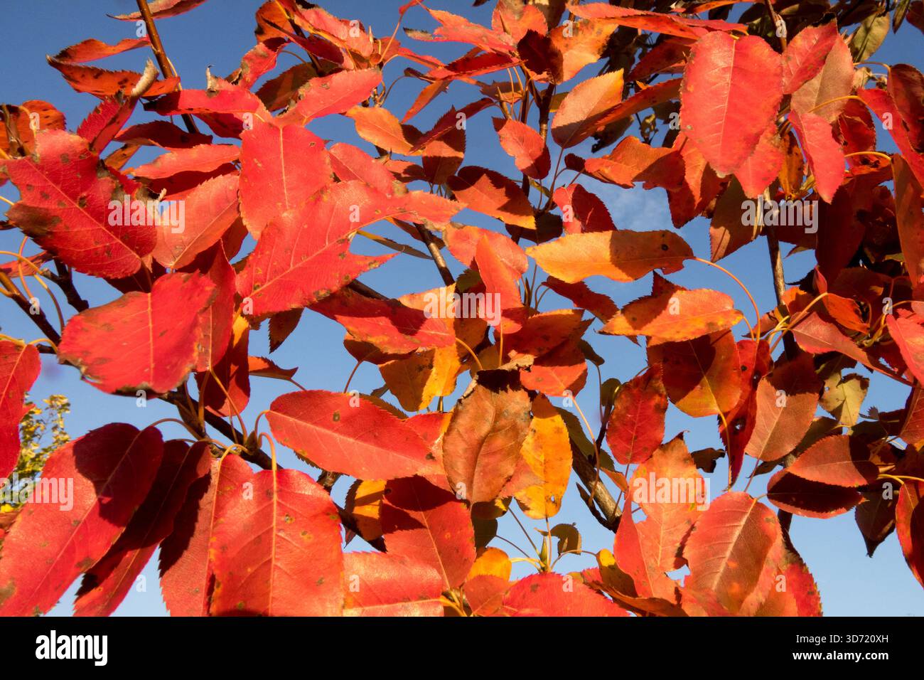 Amelanchier Arborea „Robin Hill“ Stockfoto