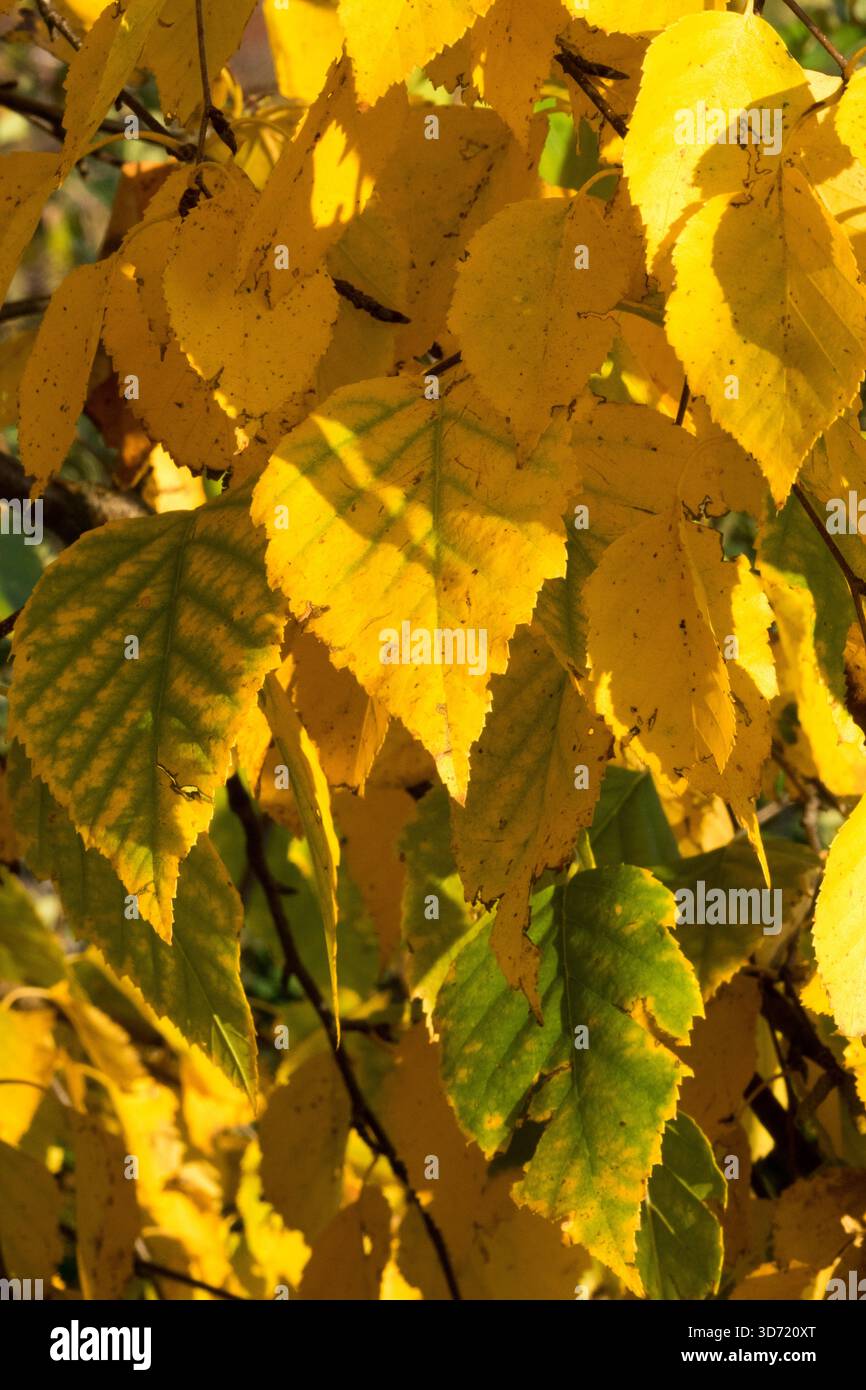 Goldbirke, Betula ermanii Blätter Stockfoto