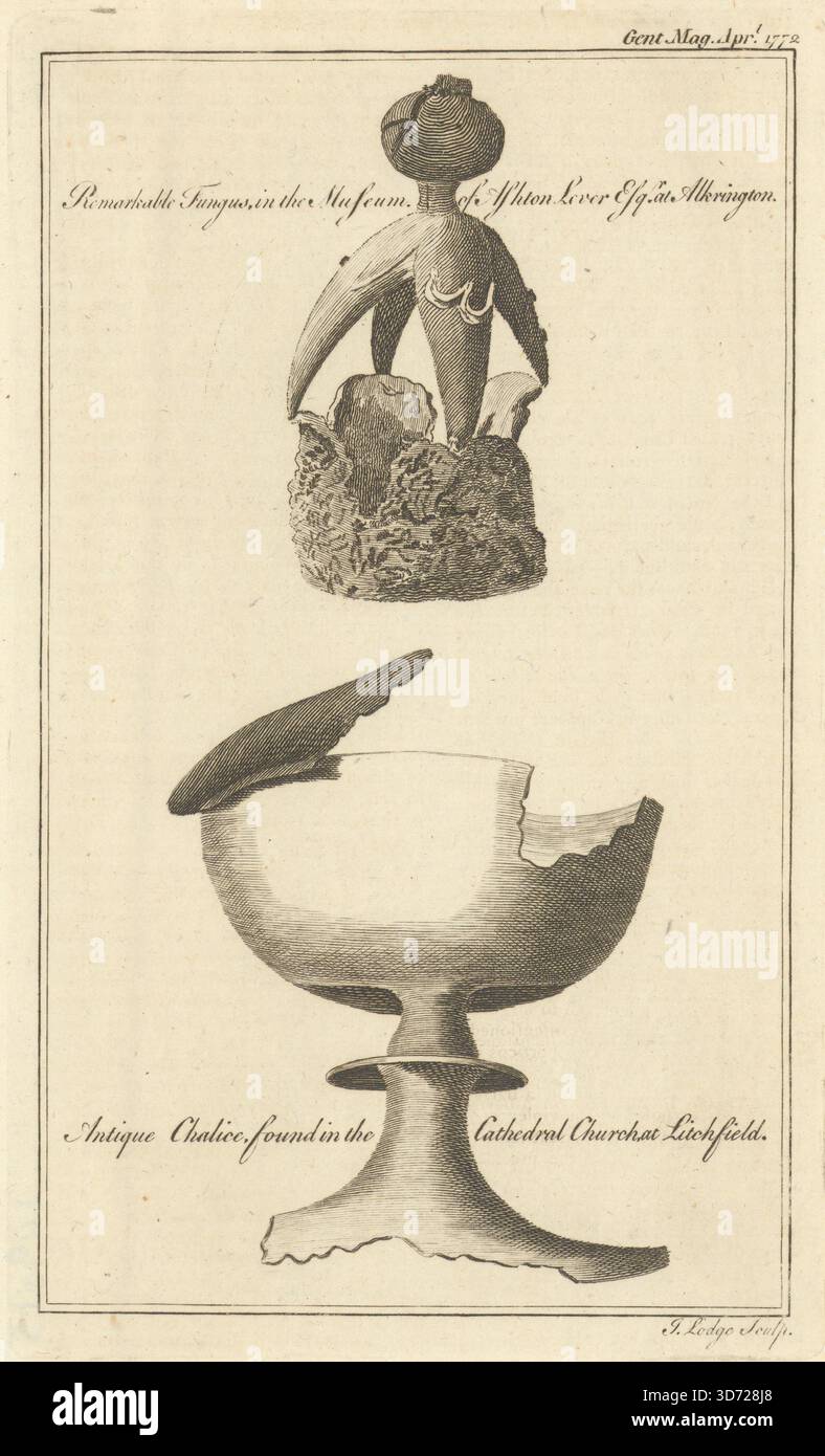 Leverian Collection Pilz. Lycoperdon. Chalice, Lichfield Cathedral 1772 Stockfoto