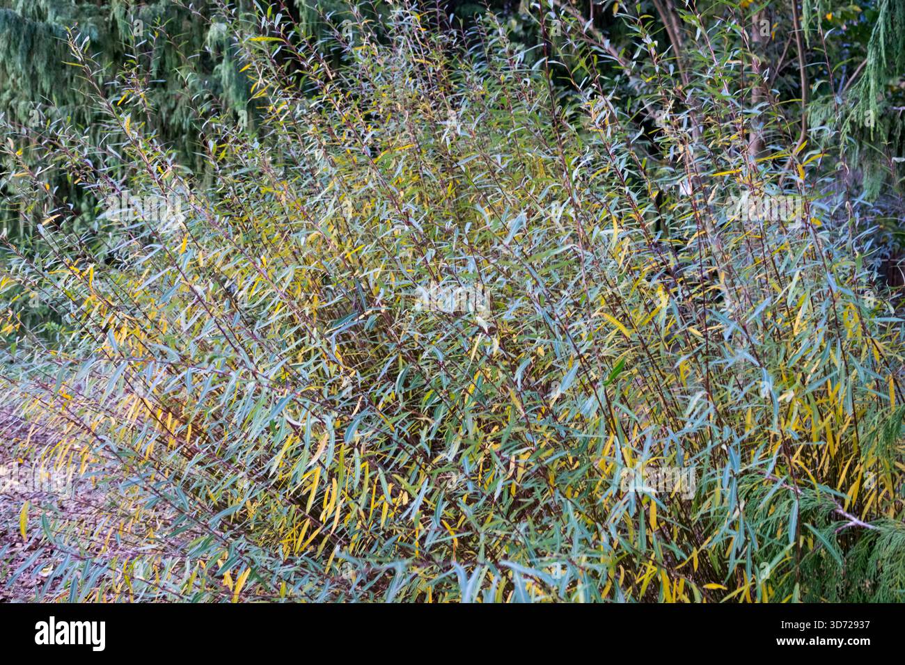 Ein dichter Weidenstrauch (Salix) mit langen grünen und gelben Blättern, die in einem natürlichen Gartenbereich wachsen. Stockfoto