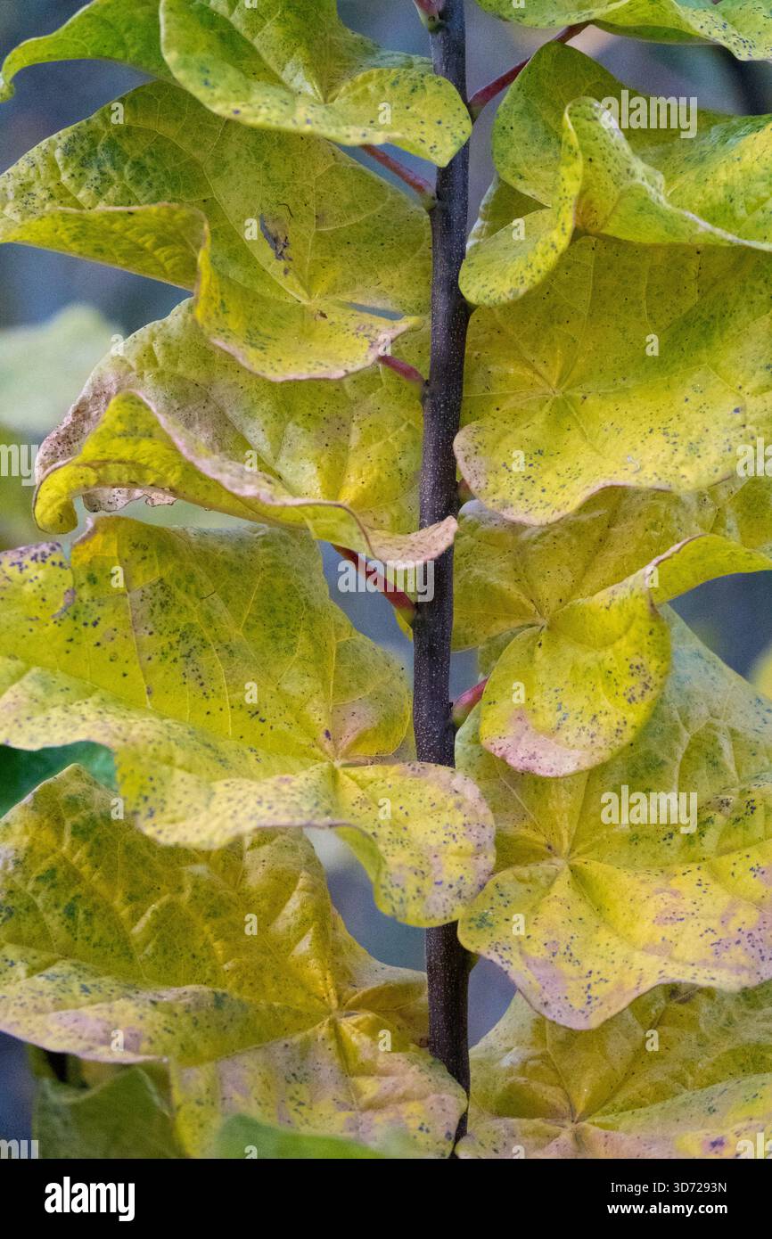 Eastern Redbud gelbes Herbstlaub Cercis canadensis „Little Woody“ Stockfoto