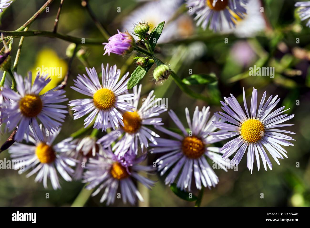 Eine Gruppe von kleinen gelben und weißen Herbstblumen auf einem Busch Erigeron, Polen Stockfoto
