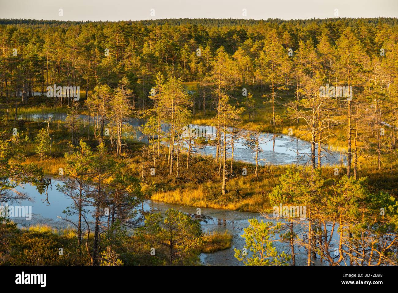 Kleine Teiche und Pinienmoorvegetation, beleuchtet durch warmes Sonnenuntergangslicht im Lahemaa Nationalpark, Estland. Stockfoto
