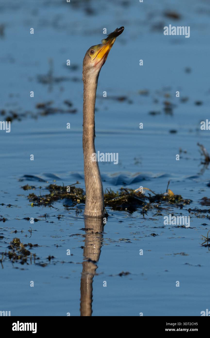 Anhinga Fisch essen Stockfoto