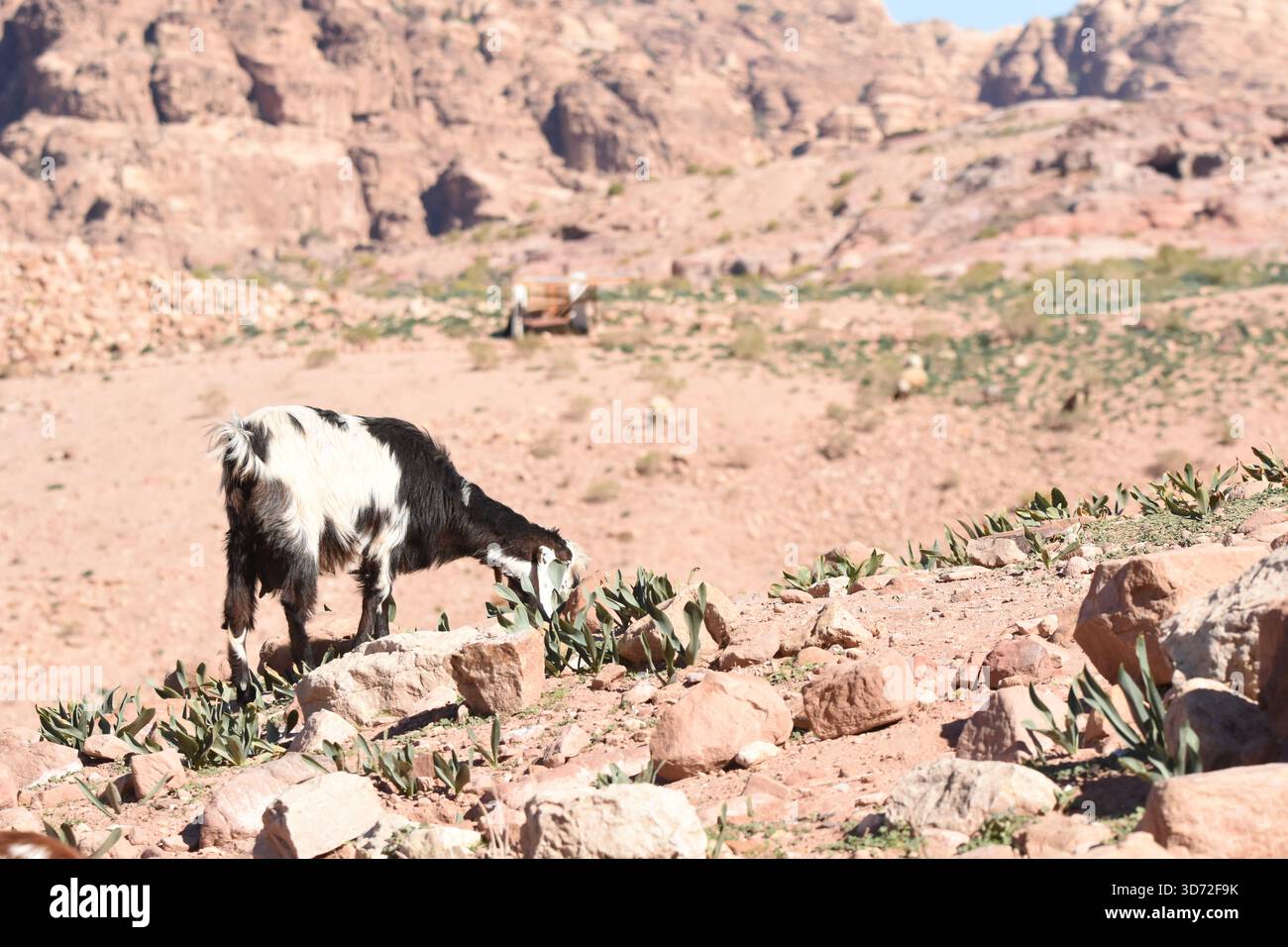 In Petra, Jordanien, weidet eine Ziege auf Pflanzen, umgeben von Felsen und trockenem Land. Die Landschaft bietet zerklüftete Berge im Hintergrund unter klarem Himmel Stockfoto