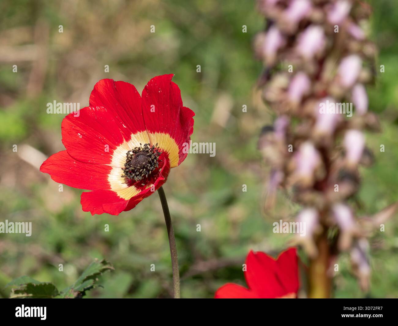 Pfauenanemone (Anemone pavonina) mit Riesenorchidee dahinter auf der Halbinsel Mani, Peloponnes, Griechenland Stockfoto