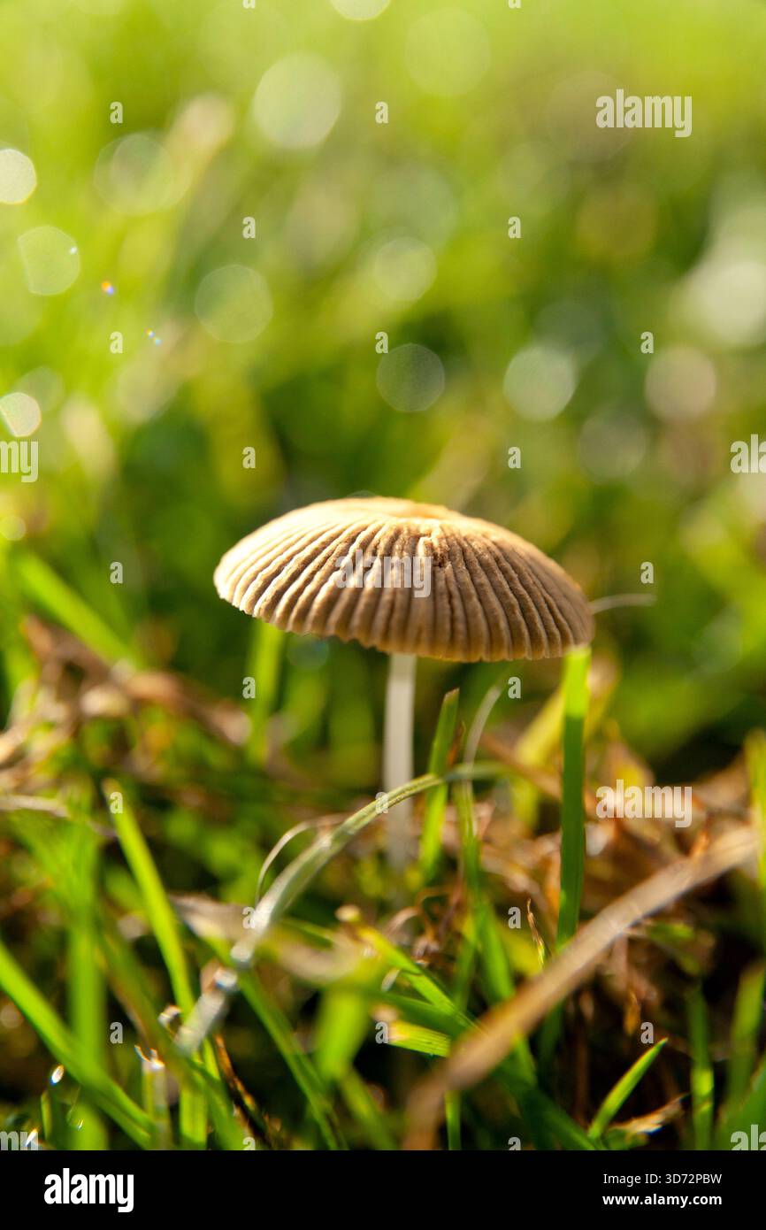 Ein winziger Wildpilz mit einer gestreiften Kappe steht in hellgrünem Gras, hervorgehoben durch Morgensonnenlicht und schöne Linsenflecke Bokeh. Stockfoto