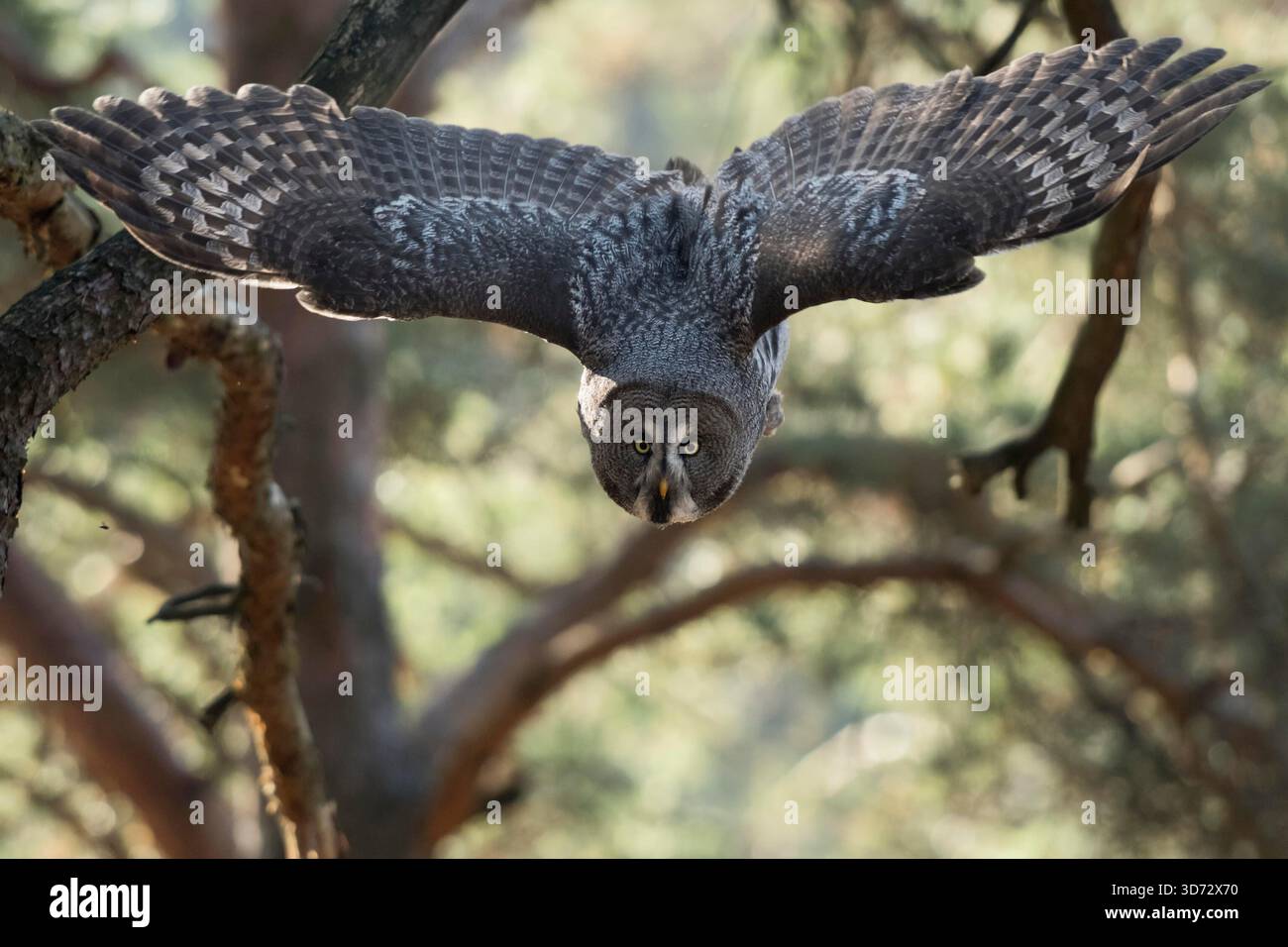 Bartkauz/Bartkauz (Strix Nebulosa) im Flug durch einen Pinienwald, nimmt für die Jagd, frontal geschossen, offenen Flügeln, Europa. Stockfoto