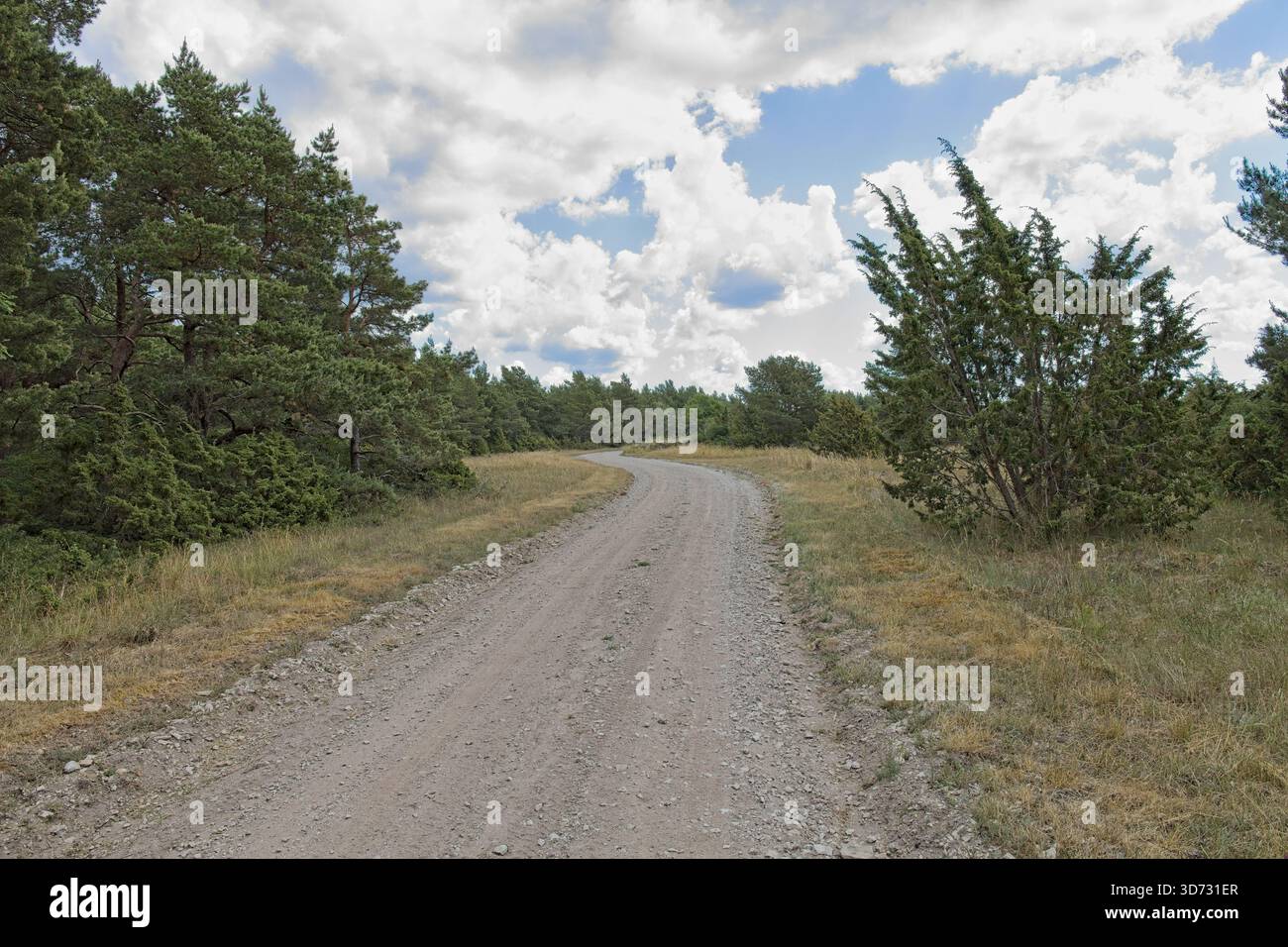 Breiter Schotterweg, umgeben von grüner Vegetation, führt bei bewölktem Sommerwetter durch eine Waldlandschaft, Vilsandi, Saaremaa, Estland. Stockfoto