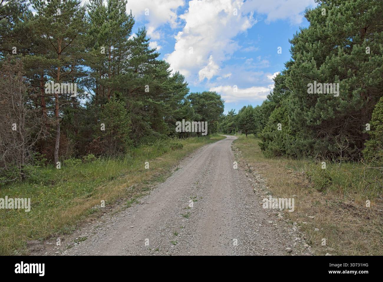 Breiter Schotterweg, umgeben von grüner Vegetation, führt bei bewölktem Sommerwetter durch eine Waldlandschaft, Vilsandi, Saaremaa, Estland. Stockfoto