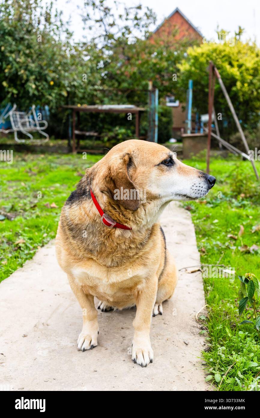 Kleiner, fetter Mischlingerhund mit rotem Kragen sitzt am Herbsttag im Hinterhof des Landhauses Stockfoto