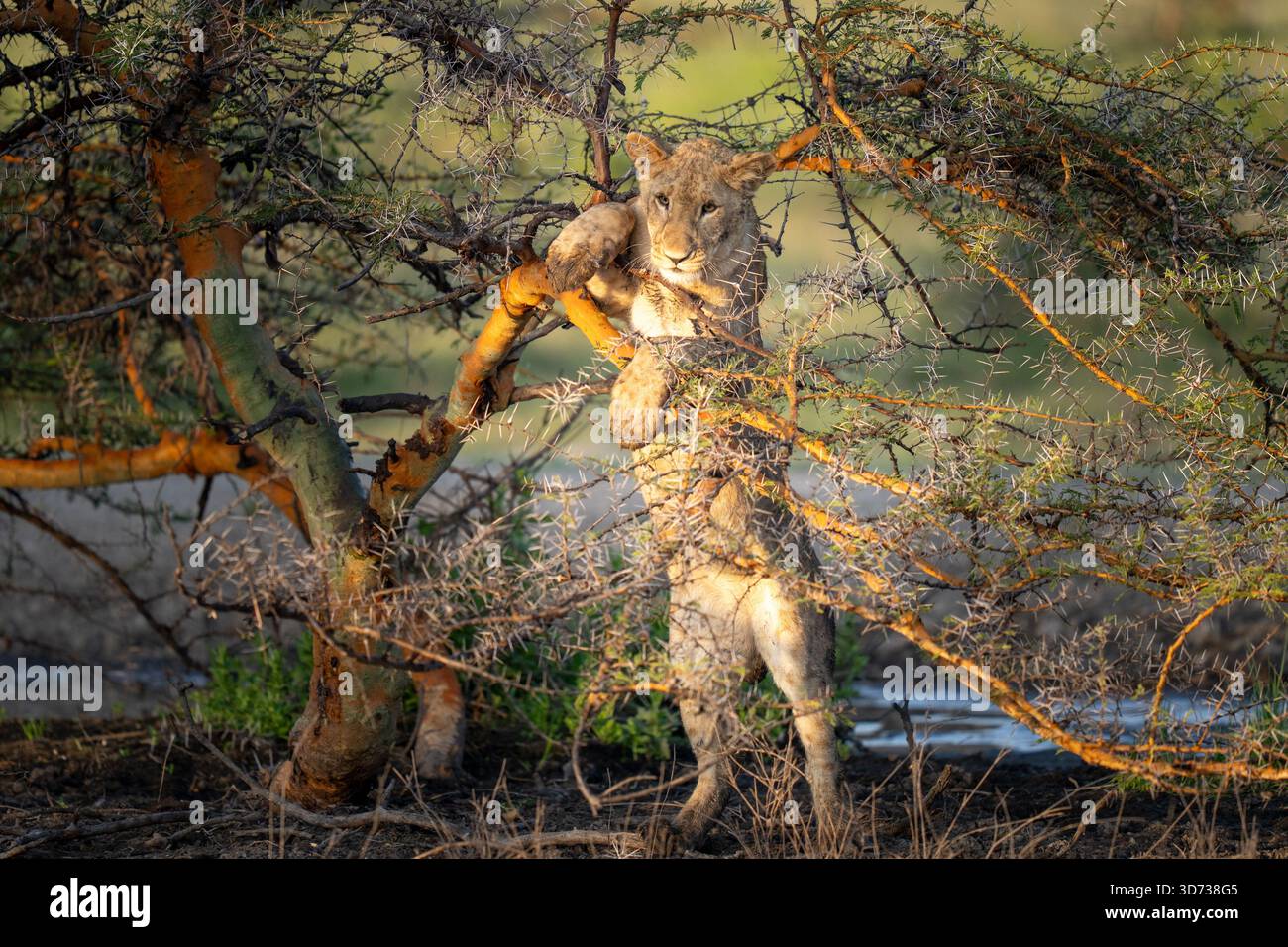 Nahaufnahme eines Löwenjungen, der morgens in einem Dornbaum spielt Stockfoto