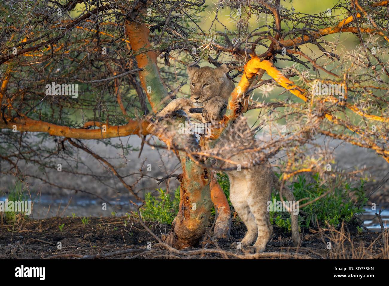 Löwenjunge, der auf seinen Hinterbeinen steht und in einem Dornbaum spielt Stockfoto