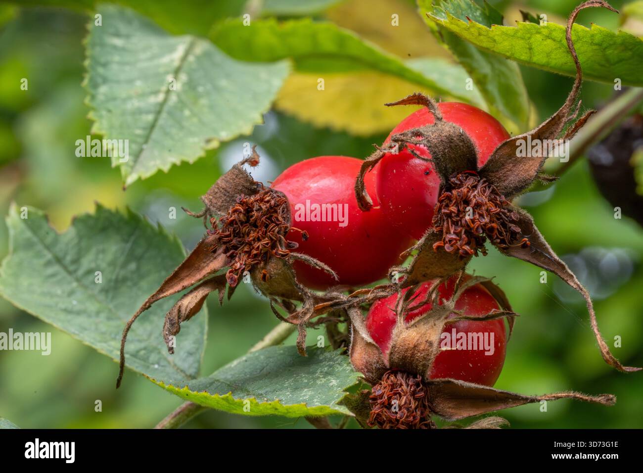Eine extreme Nahaufnahme, die zwei hellrote, reife Hagebutten (Rosa canina Früchte) auf einem Zweig zeigt. Die braunen, trockenen Sepalen und der raue Stiel stehen in starkem Kontrast zu Stockfoto