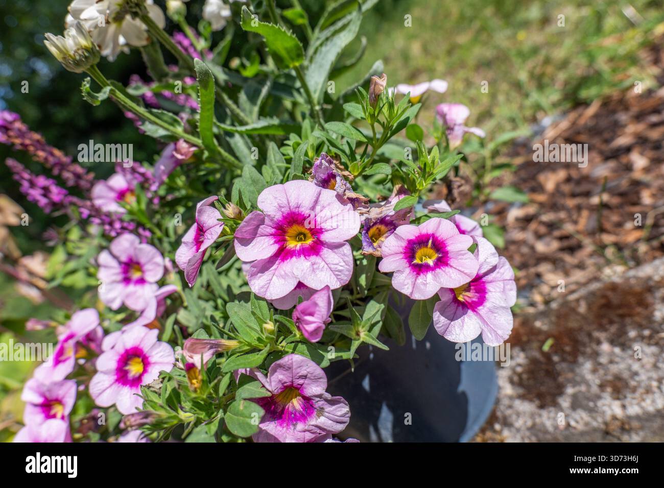 Eine Nahaufnahme auf Augenhöhe, die eine dichte Ansammlung rosafarbener und violetter Calibrachoa (Million Bells)-Blüten erfasst. Das Bild betont die zentralen Blüten Stockfoto