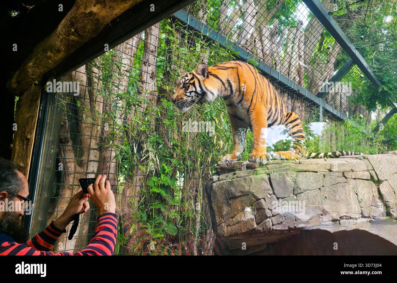 Berlin, Deutschland - 27. Juni 2025: . Der Mensch macht ein Foto eines Tigers in einem Zoo, umgeben von üppigem Grün und natürlichem Lebensraum - Smartphone-aufgenommenes Stockfoto