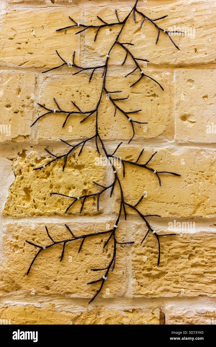 Dekorative Branch Art klettern auf Eine gelbe Steinwand für rustikale Wanddekor Indoor Outdoor Akzent Stockfoto
