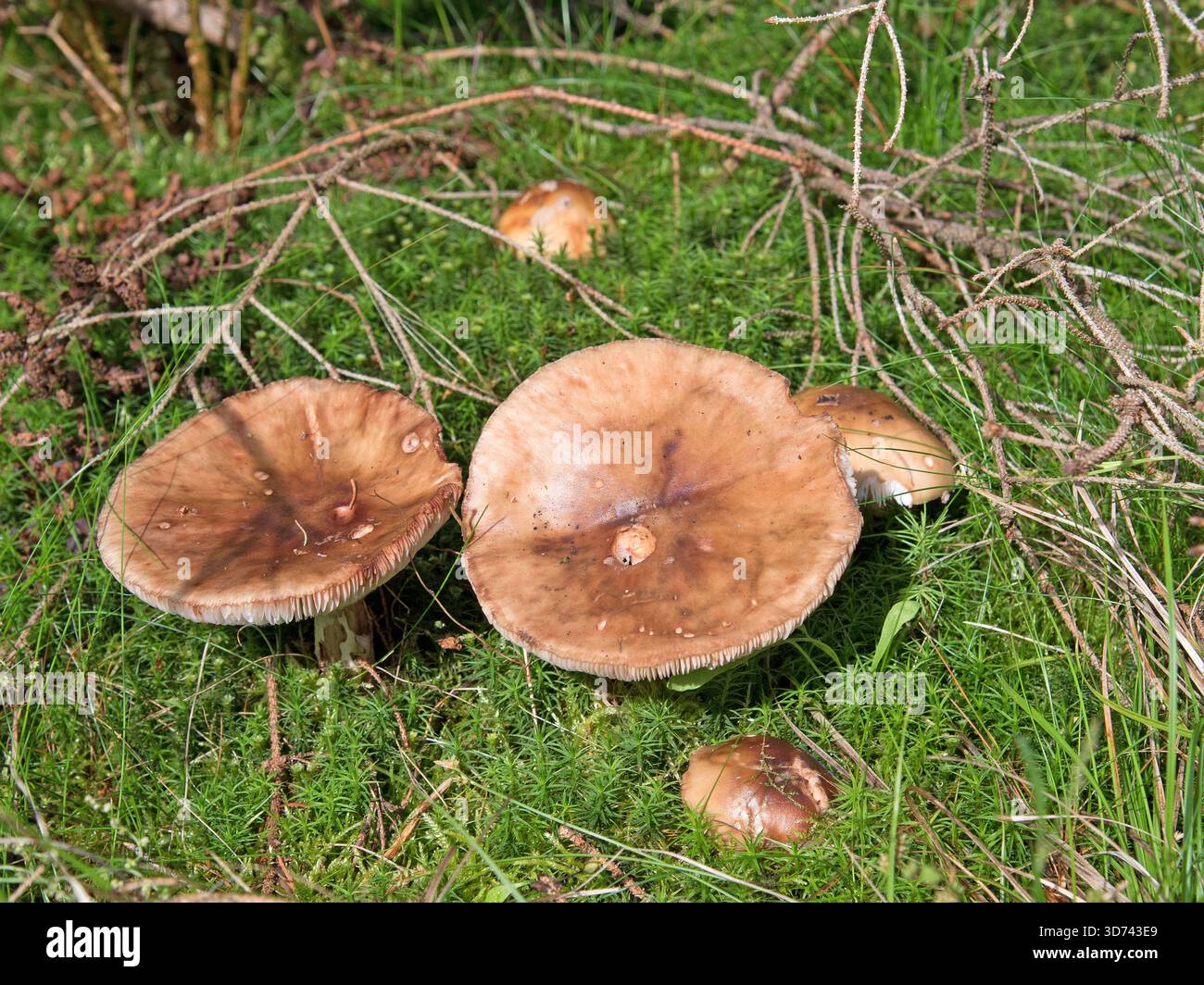 Russula-Pilze, Russula, in einer Nahaufnahme Stockfoto