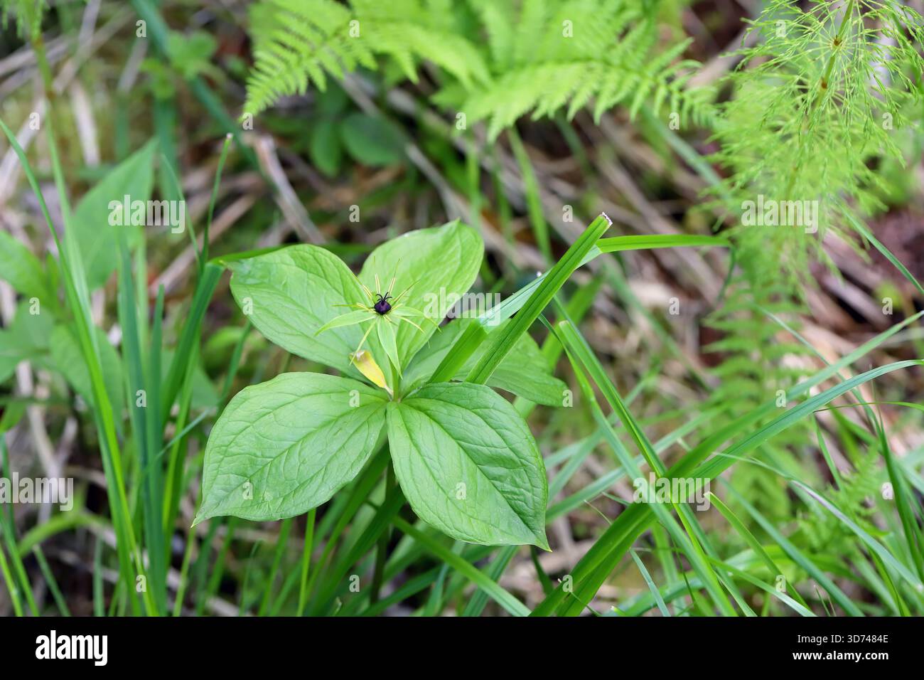Paris quadrifolia, das Kraut Paris oder wahrer Lieblingsknoten, ist eine blühende Pflanzenart aus der Familie der Melanthiaceae. Stockfoto