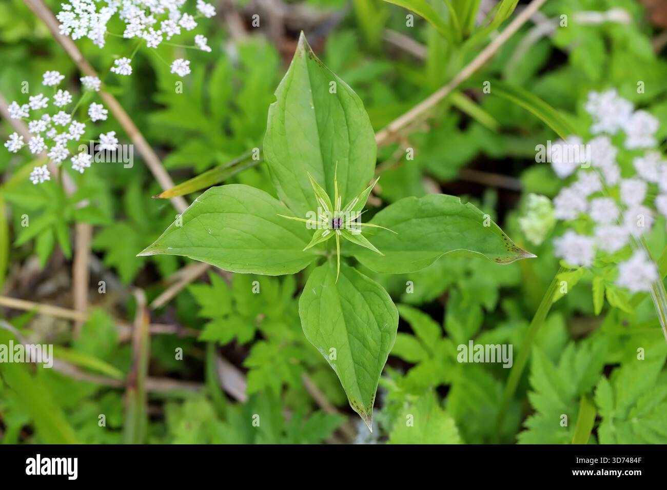 Paris quadrifolia, das Kraut Paris oder wahrer Lieblingsknoten, ist eine blühende Pflanzenart aus der Familie der Melanthiaceae. Stockfoto