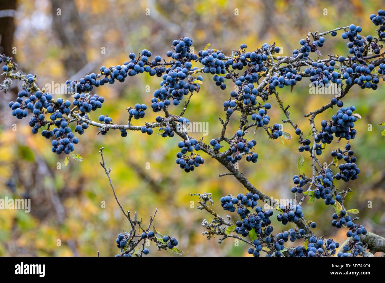 Schlammbeeren auf einem Schwarzdornbaum/Sträucher, Prunus spinosa. Suffolk, Großbritannien. Stockfoto