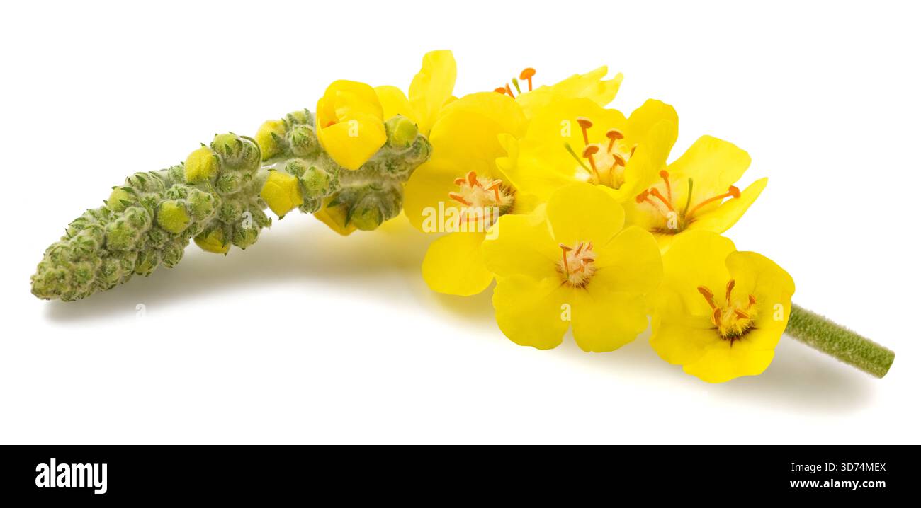 Mauleinzweig mit Blumen isoliert auf weißem Hintergrund Stockfoto