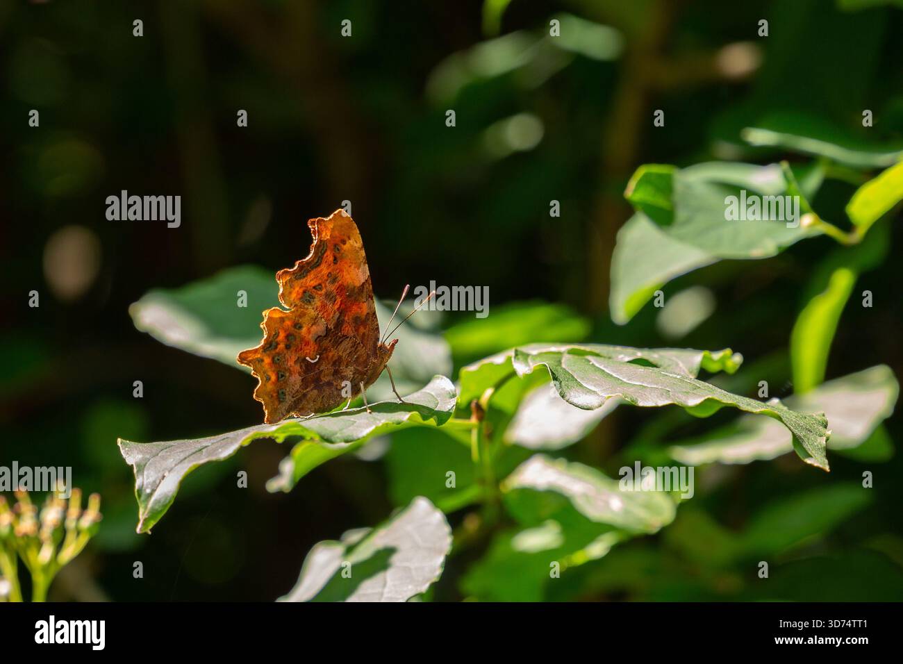 Symonds Yat, UK, 19. Juni 2025: Comma Butterfly (Nymphalis c-Album) rusting on a leaf. Stockfoto