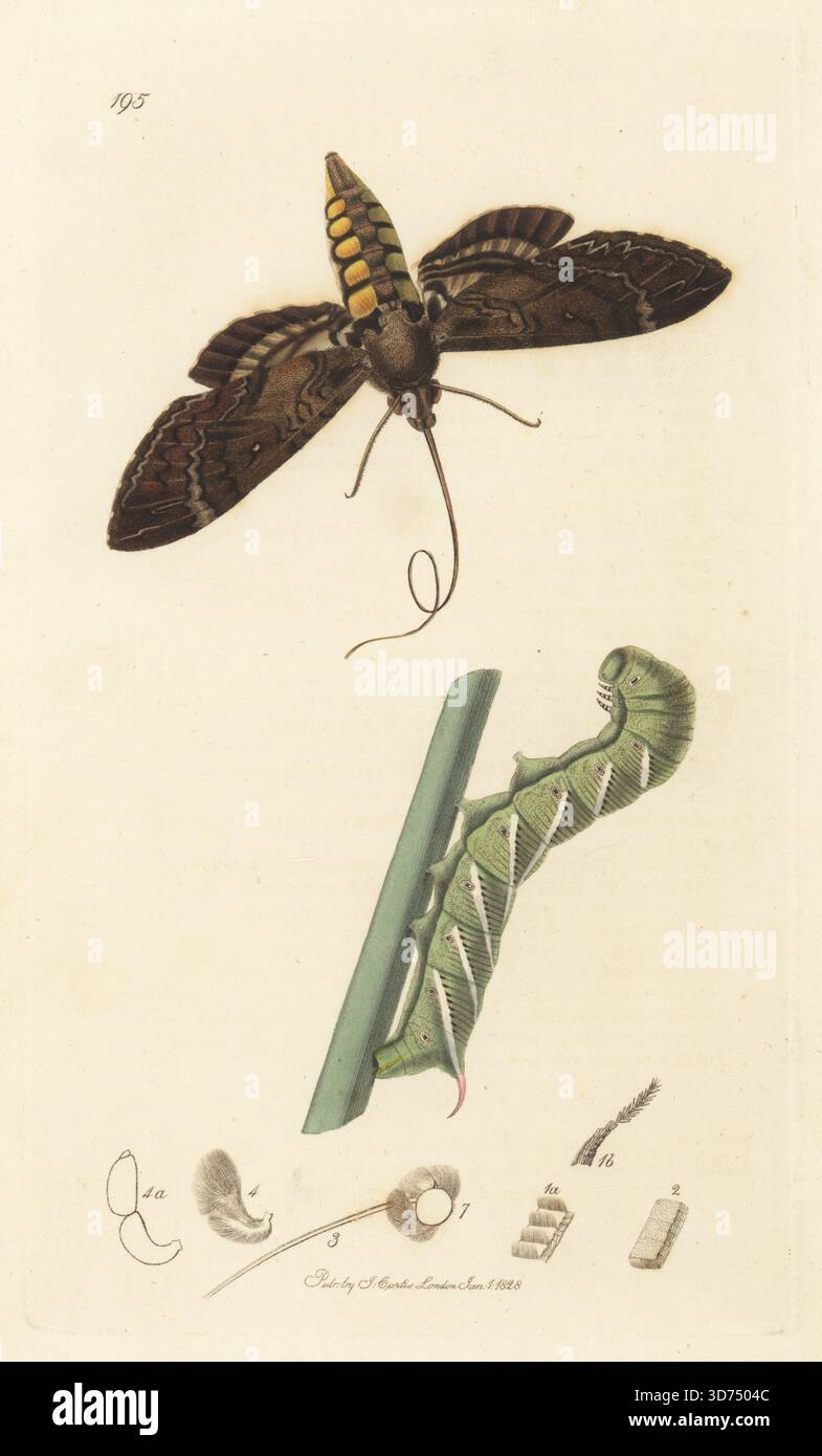 Carolina Sphinx, Manduca sexta. Tabak Falken Moth, Sphinx carolina, raupe und Moth. Handkoloriertes Kupferstich, gezeichnet und graviert von John Curtis für seine eigene britische Entomologie, als Illustrationen und Beschreibungen der Genera of Insects found in Great Britain and Ireland, London, 1828. John Curtis (1791–1862) war ein Entomologe, Illustrator, Kupferstecher und Verleger. Stockfoto