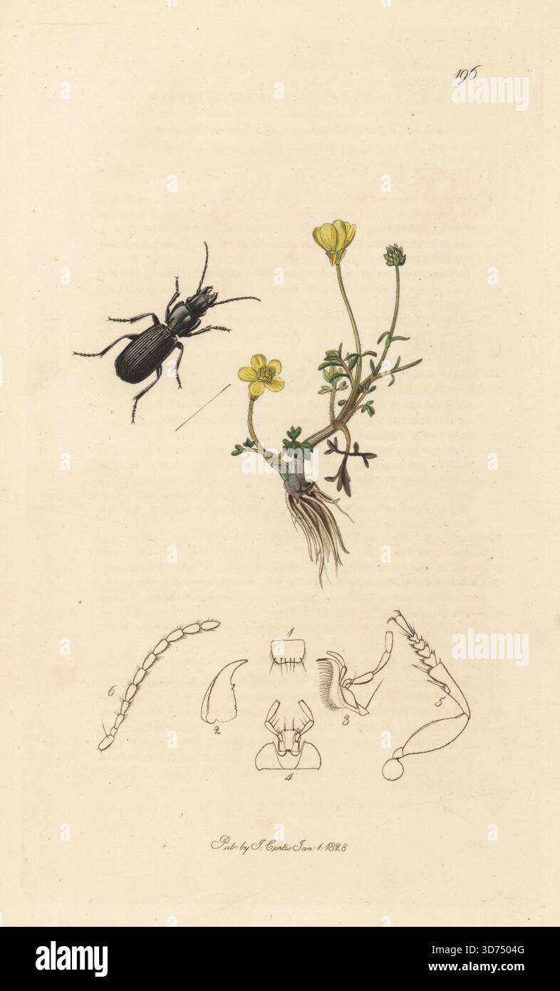 Bodenkäfer, Pterostichus elongatus, mit Canton-Butterblume, Ranunkulus sänglich. Handkoloriertes Kupferstich, gezeichnet und graviert von John Curtis für seine eigene britische Entomologie, als Illustrationen und Beschreibungen der Genera of Insects found in Great Britain and Ireland, London, 1828. John Curtis (1791–1862) war ein Entomologe, Illustrator, Kupferstecher und Verleger. Stockfoto