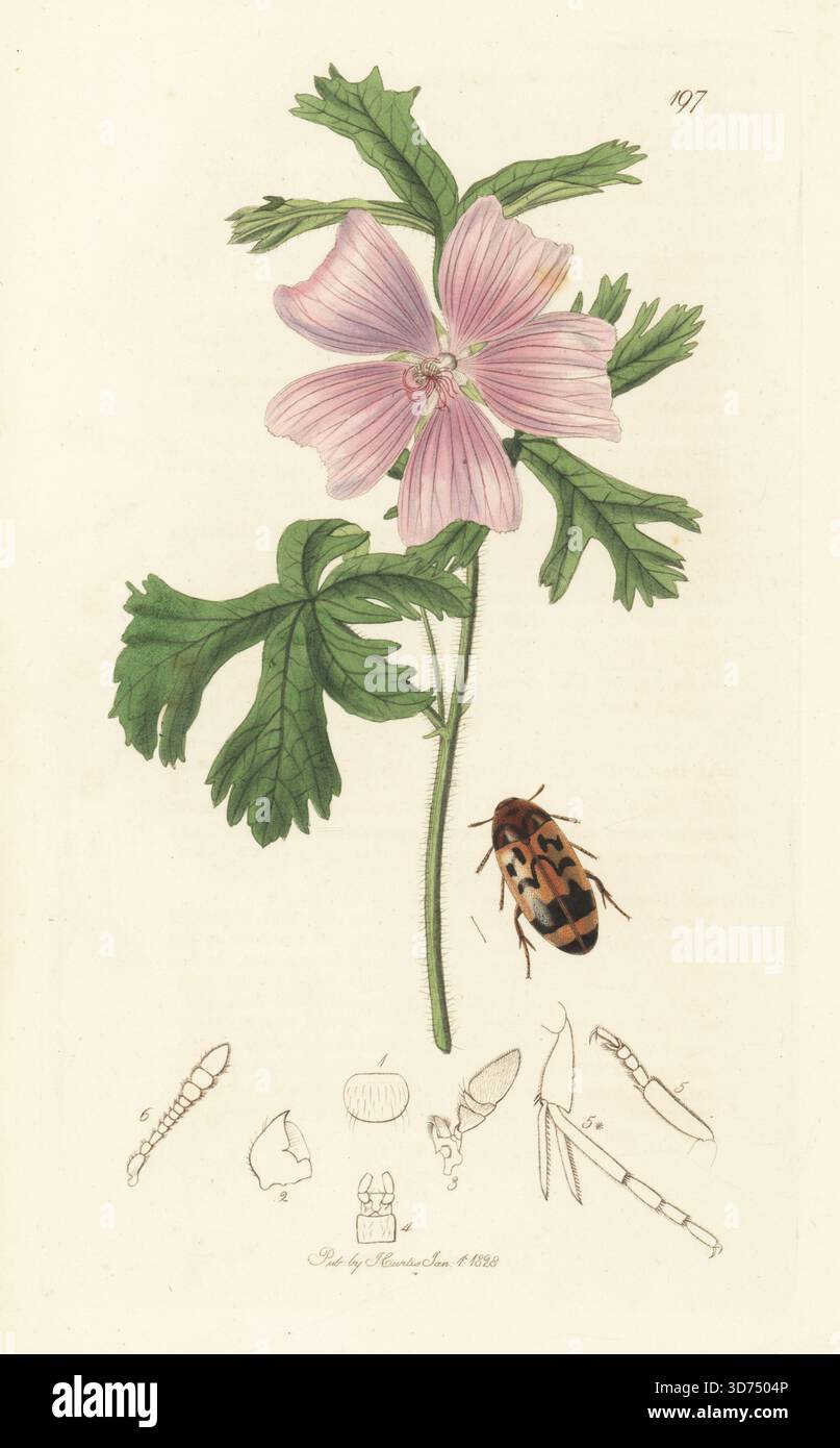 Falscher Dunkelkäfer, Orchesia fasciata, mit Moschusmalve, Malva moschata. Handkoloriertes Kupferstich, gezeichnet und graviert von John Curtis für seine eigene britische Entomologie, als Illustrationen und Beschreibungen der Genera of Insects found in Great Britain and Ireland, London, 1828. John Curtis (1791–1862) war ein Entomologe, Illustrator, Kupferstecher und Verleger. Stockfoto
