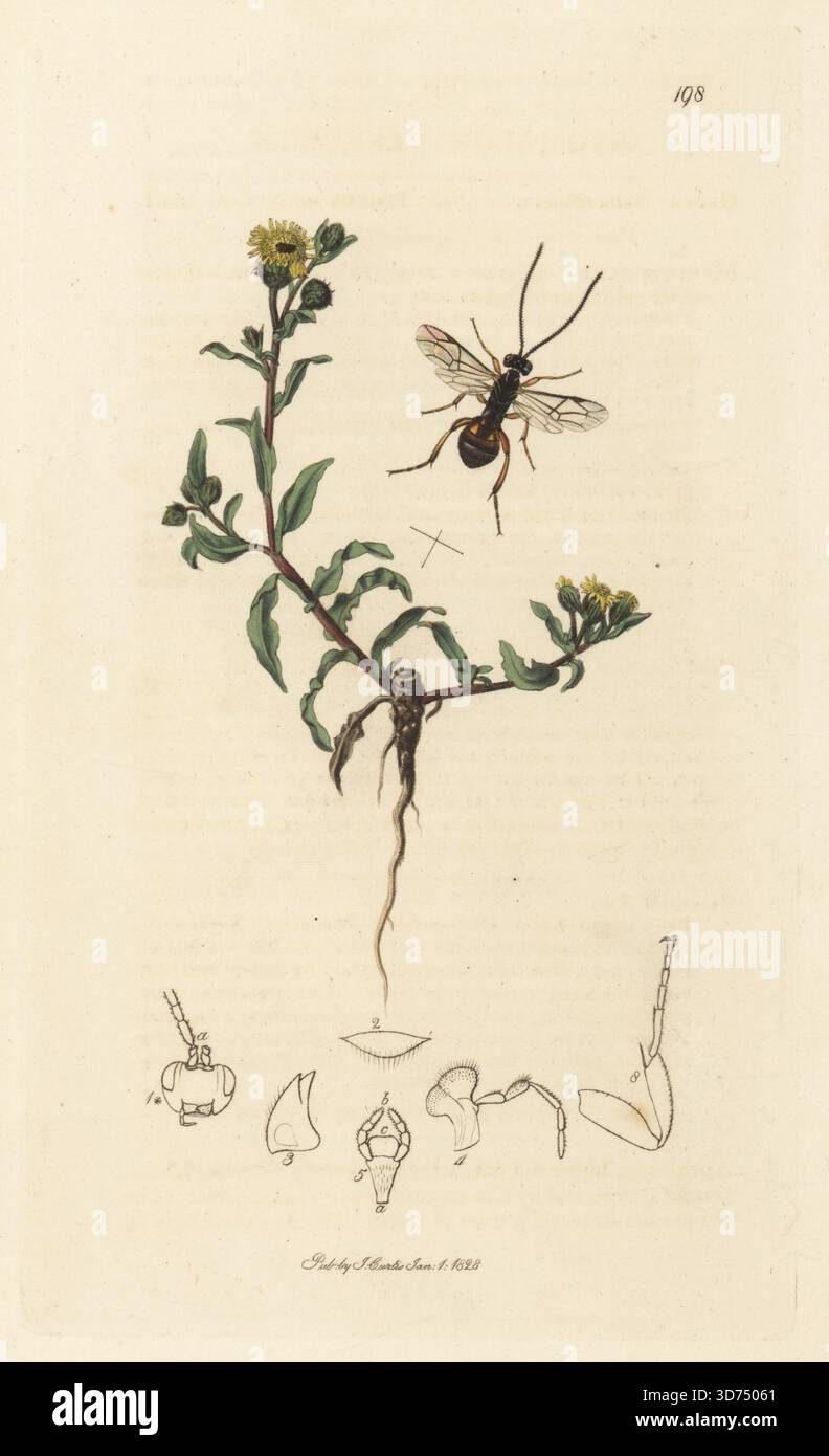 Ichneumonwespe, Sphekophaga vesparum, mit weniger fleabane, Pulicaria vulgaris. Handkoloriertes Kupferstich, gezeichnet und graviert von John Curtis für seine eigene britische Entomologie, als Illustrationen und Beschreibungen der Genera of Insects found in Great Britain and Ireland, London, 1828. John Curtis (1791–1862) war ein Entomologe, Illustrator, Kupferstecher und Verleger. Stockfoto